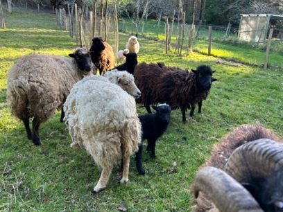 Les moutons sur place