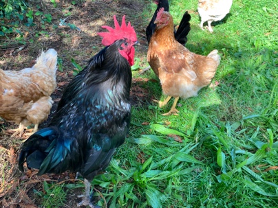 Le coq et les poules